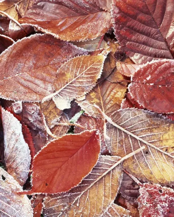 Framed Print : USA, Washington, Spokane County, Cherry leaves with frost Framed Print : USA, Washington, Spokane County, Cherry leaves with frost