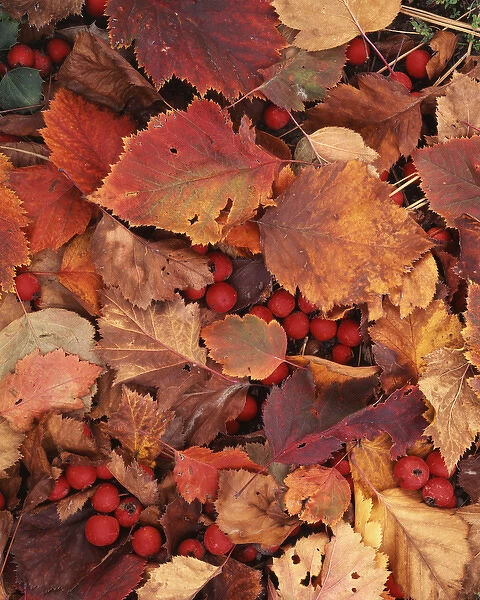 USA, Washington, Spokane County Hawthorn leaves and berries