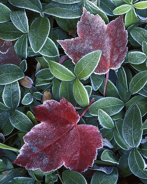 USA, Washington, Spokane County, Maple Leaves, Myrtle leaves