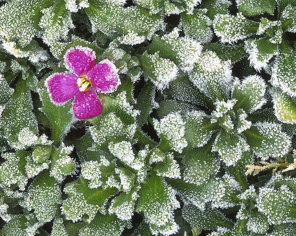 USA, Washington, Spokane County, Rockress with frost
