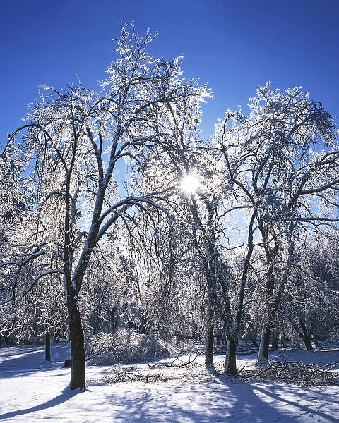 USA, Washington, Spokane County, trees with ice