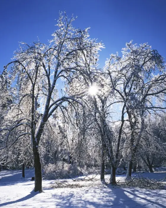 Framed Print : USA, Washington, Spokane County, trees with ice Framed Print : USA, Washington, Spokane County, trees with ice