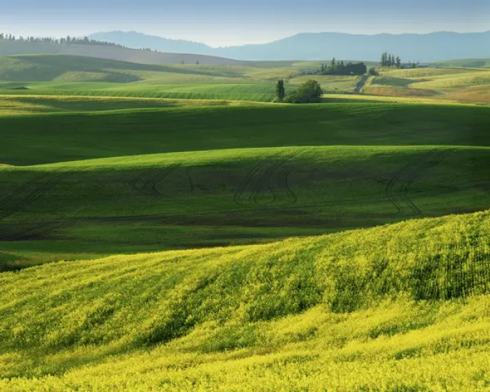 Framed Print : USA, Washington, Spokane County, Wheat and Canola Framed Print : USA, Washington, Spokane County, Wheat and Canola