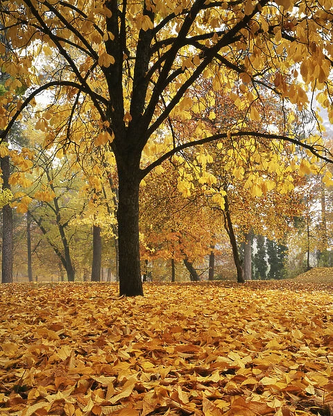 USA, Washington, Spokane, Manito Park, Autumn