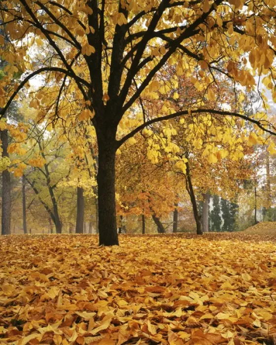 Framed Print : USA, Washington, Spokane, Manito Park, Autumn