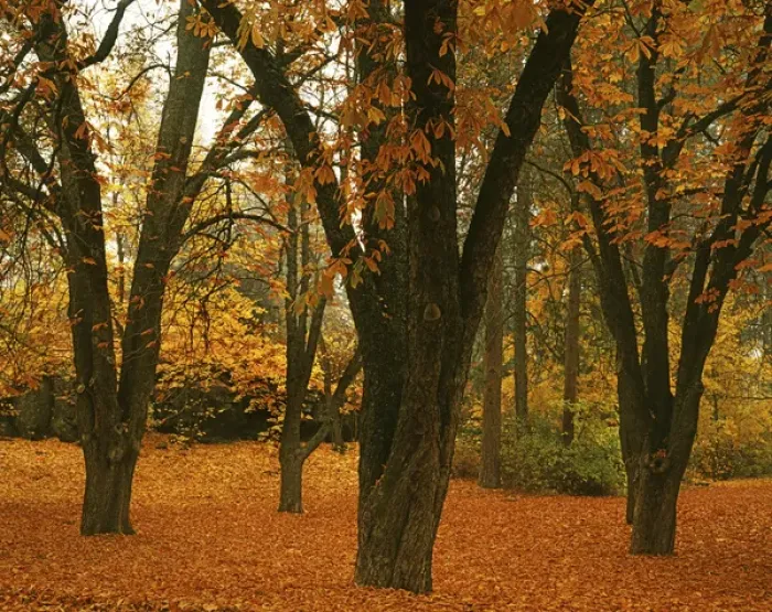 Framed Print : USA, Washington, Spokane, Manito Park, Autumn Framed Print : USA, Washington, Spokane, Manito Park, Autumn