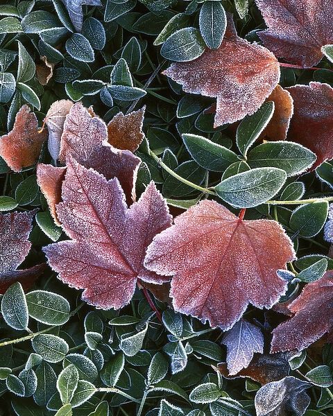 USA, Washington, Spokiane County, Maple leaves and myrtle