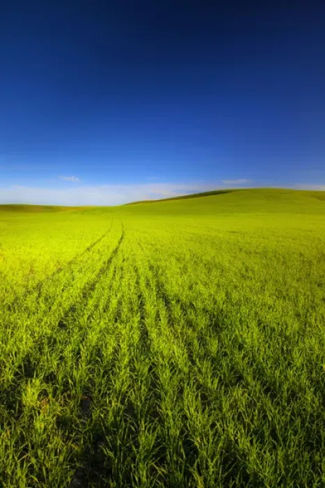 Framed Print : USA, Washington, Spring in Palouse Country Washington Framed Print : USA, Washington, Spring in Palouse Country Washington