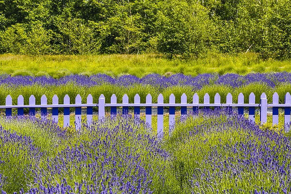 USA, Washington, Squim, Lavender Field