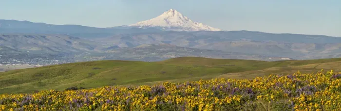 Framed Print : USA, Washington State. Panorama of Columbia River Gorge covered in arrowleaf balsamroot and lupine with Mount Hood in background Framed Print : USA, Washington State. Panorama of Columbia River Gorge covered in arrowleaf balsamroot and lupine with Mount Hood in background