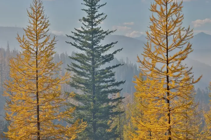 Framed Print : USA, Washington State. Larch trees in autumn color Loup Loup State Forest along Highway 20 with smoke in the air from controlled burn Framed Print : USA, Washington State. Larch trees in autumn color Loup Loup State Forest along Highway 20 with smoke in the air from controlled burn