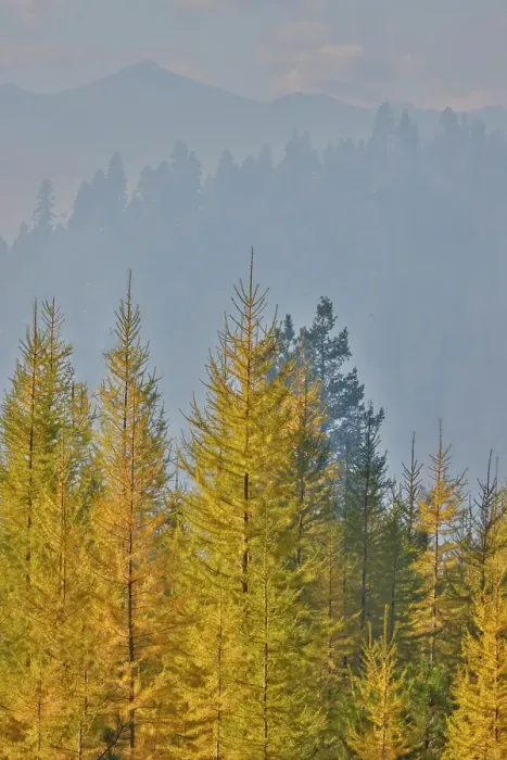 Framed Print : USA, Washington State. Larch trees in autumn color Loup Loup State Forest along Highway 20 with smoke in the air from controlled burn Framed Print : USA, Washington State. Larch trees in autumn color Loup Loup State Forest along Highway 20 with smoke in the air from controlled burn