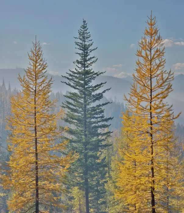 Framed Print : USA, Washington State. Larch trees in autumn color Loup Loup State Forest along Highway 20 with smoke in the air from controlled burn Framed Print : USA, Washington State. Larch trees in autumn color Loup Loup State Forest along Highway 20 with smoke in the air from controlled burn