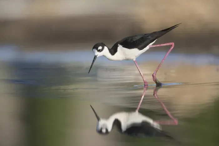 Framed Print : USA. Washington State. Adult Black-necked Stilt (Himantopus mexicanus) forages along Framed Print : USA. Washington State. Adult Black-necked Stilt (Himantopus mexicanus) forages along