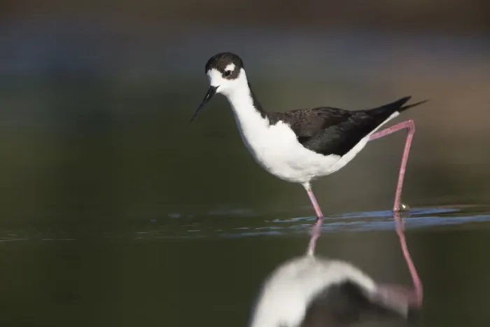 Framed Print : USA. Washington State. Adult Black-necked Stilt (Himantopus mexicanus) forages along