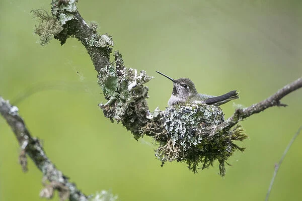 USA. Washington State. Adult female Annas Hummingbird (Calypte anna) broods