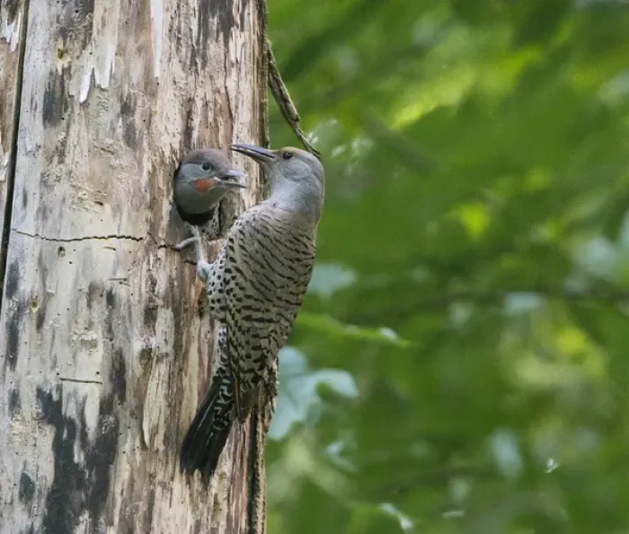 Framed Print : USA. Washington State. Adult female Northern Flicker (Colaptes auratus) feeds a male Framed Print : USA. Washington State. Adult female Northern Flicker (Colaptes auratus) feeds a male