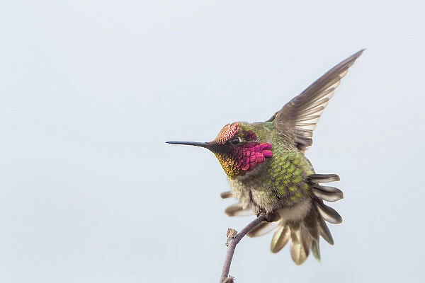 USA. Washington State. Adult male Annas Hummingbird (Calypte anna) stretches