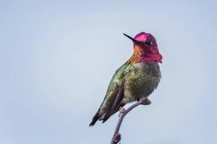 Framed Print : USA. Washington State. Adult male Annas Hummingbird (Calypte anna) flashes his