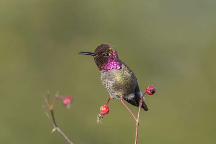 Framed Print : USA. Washington State. Adult male Annas Hummingbird (Calypte anna) flashes his Framed Print : USA. Washington State. Adult male Annas Hummingbird (Calypte anna) flashes his