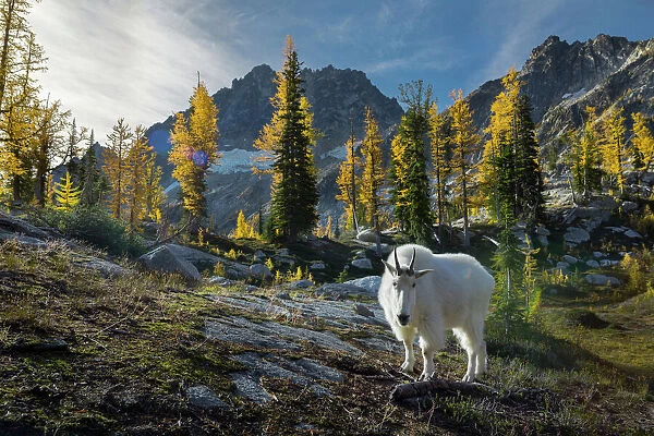 USA, Washington State. Adult male Mountain Goat (Oreamnos americanus) near Horseshoe