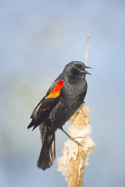 USA. Washington State. Adult male Red-winged Blackbird (Agelaius phoeniceus) sings