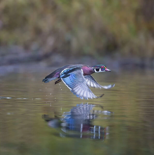 USA. Washington State. Adult male Wood Duck (Aix sponsa) flies over a marsh
