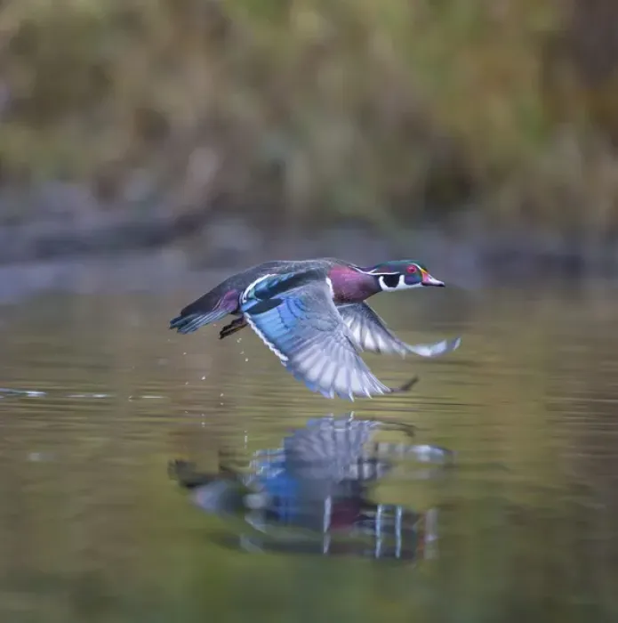 Framed Print : USA. Washington State. Adult male Wood Duck (Aix sponsa) flies over a marsh Framed Print : USA. Washington State. Adult male Wood Duck (Aix sponsa) flies over a marsh