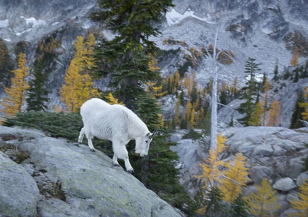 USA, Washington State. Adult Mountain Goat (Oreamnos americanus) steps down a rockface