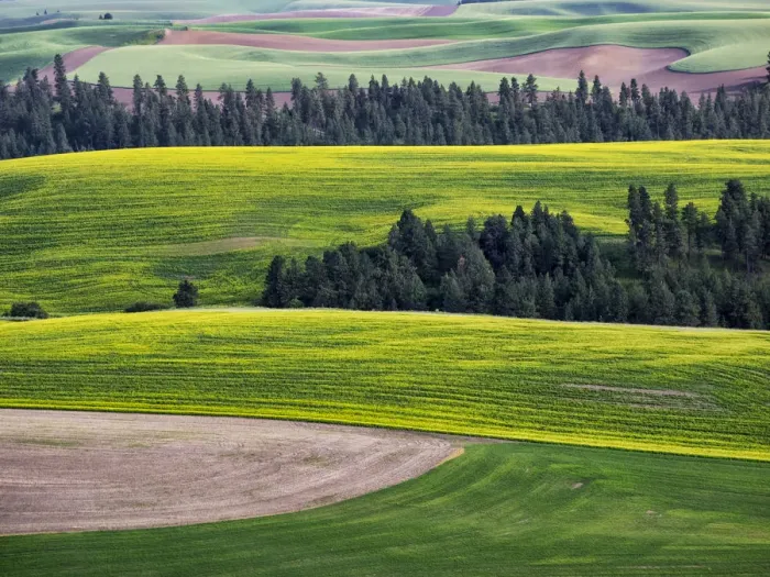 Framed Print : USA, Washington State. Aerial of Palouse Region Framed Print : USA, Washington State. Aerial of Palouse Region