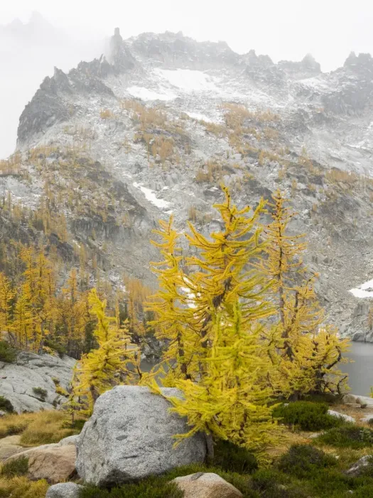 Framed Print : USA, Washington State. Alpine Lakes Wilderness, Enchantment Lakes, Golden Larch trees Framed Print : USA, Washington State. Alpine Lakes Wilderness, Enchantment Lakes, Golden Larch trees