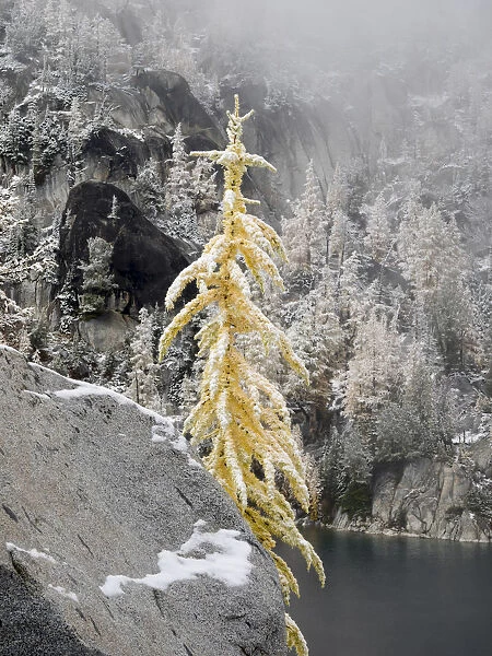 USA, Washington State. Alpine Lakes Wilderness, Enchantment Lakes, Snow covered Larch tree