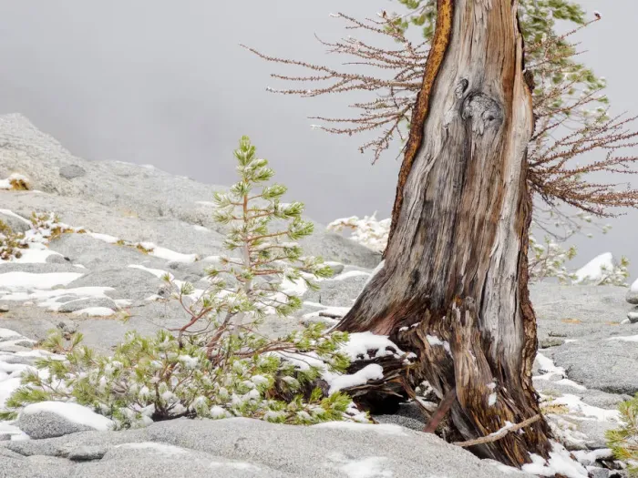 Framed Print : USA, Washington State. Alpine Lakes Wilderness, Enchantment Lakes, Larch trunk Framed Print : USA, Washington State. Alpine Lakes Wilderness, Enchantment Lakes, Larch trunk