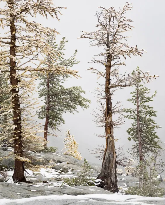 Framed Print : USA, Washington State. Alpine Lakes Wilderness, Enchantment Lakes, Larch and Fir trees Framed Print : USA, Washington State. Alpine Lakes Wilderness, Enchantment Lakes, Larch and Fir trees