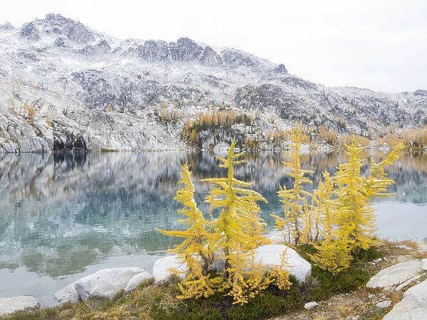 USA, Washington State. Alpine Lakes Wilderness, Enchantment Lakes, Golden Larch trees