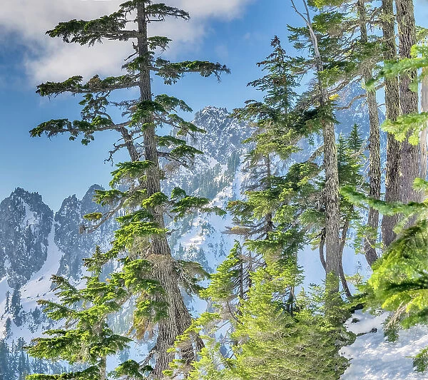 USA, Washington State, Alpine Lakes Wilderness. Alpine fir trees with Central Cascade range in background
