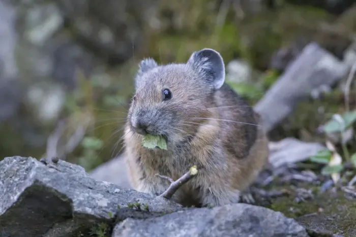 Framed Print : USA, Washington State. American Pika (Ochotona princeps), a herbivore related to rabbits Framed Print : USA, Washington State. American Pika (Ochotona princeps), a herbivore related to rabbits