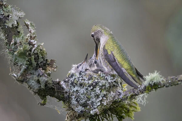 USA, Washington State. Annas Hummingbird (Calypte anna) female feeding two chicks