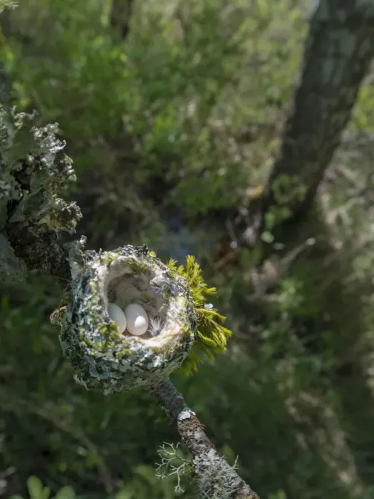 Framed Print : USA, Washington State. Annas Hummingbird (Calypte anna) nest with two coffee-bean-sized Framed Print : USA, Washington State. Annas Hummingbird (Calypte anna) nest with two coffee-bean-sized