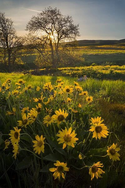 USA, Washington State, Arrowleaf Balsamroot wildflowers at Columbia Hills State Park