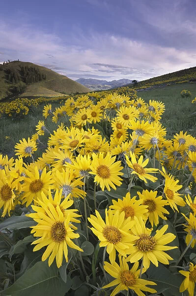 USA, Washington State. Arrowleaf balsamroot growing in meadows of the Methow Valley
