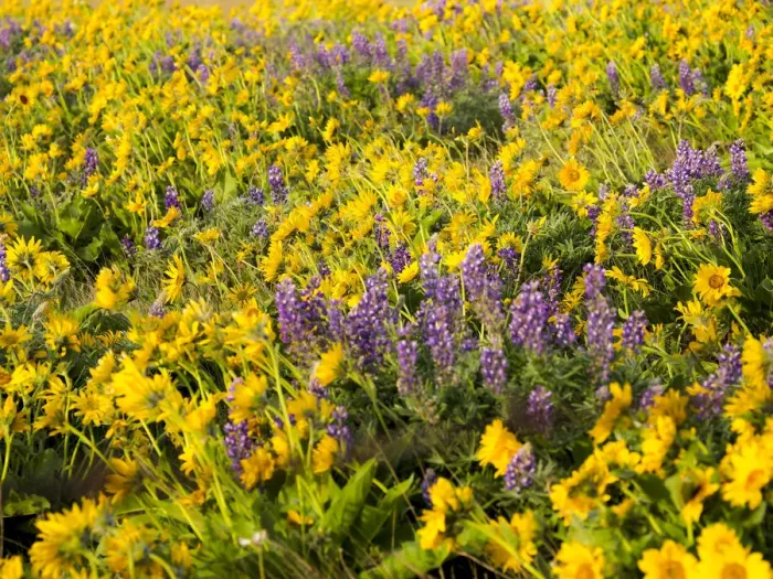 Framed Print : USA, Washington State. Arrowleaf balsamroot and lupine Framed Print : USA, Washington State. Arrowleaf balsamroot and lupine