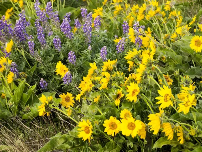 Framed Print : USA, Washington State. Arrowleaf balsamroot and lupine