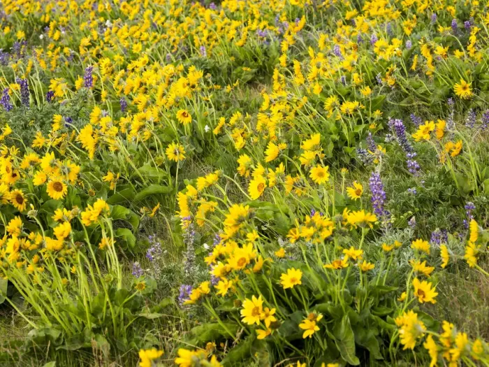 Framed Print : USA, Washington State. Arrowleaf balsamroot and lupine Framed Print : USA, Washington State. Arrowleaf balsamroot and lupine