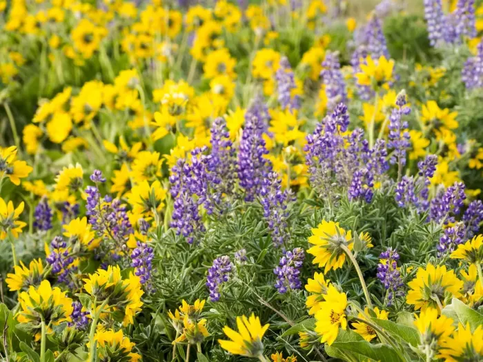 Framed Print : USA, Washington State. Arrowleaf balsamroot and lupine Framed Print : USA, Washington State. Arrowleaf balsamroot and lupine