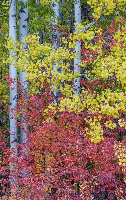 Framed Print : USA, Washington State. Aspens and wild dogwood in fall color near Winthrop Framed Print : USA, Washington State. Aspens and wild dogwood in fall color near Winthrop