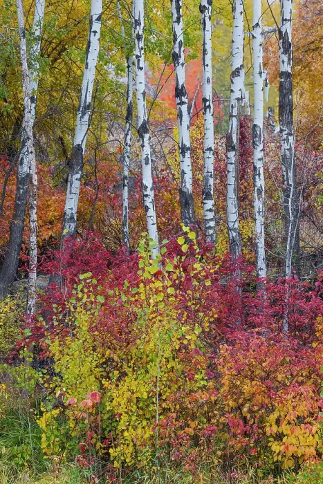 Framed Print : USA, Washington State. Aspens and wild dogwood in fall color near Winthrop