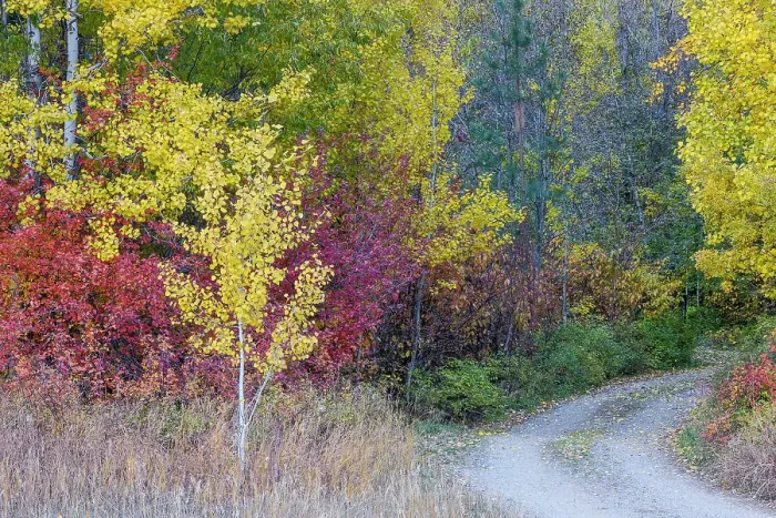 Framed Print : USA, Washington State. Aspens and wild dogwood in fall color near Winthrop and curved grave roadway