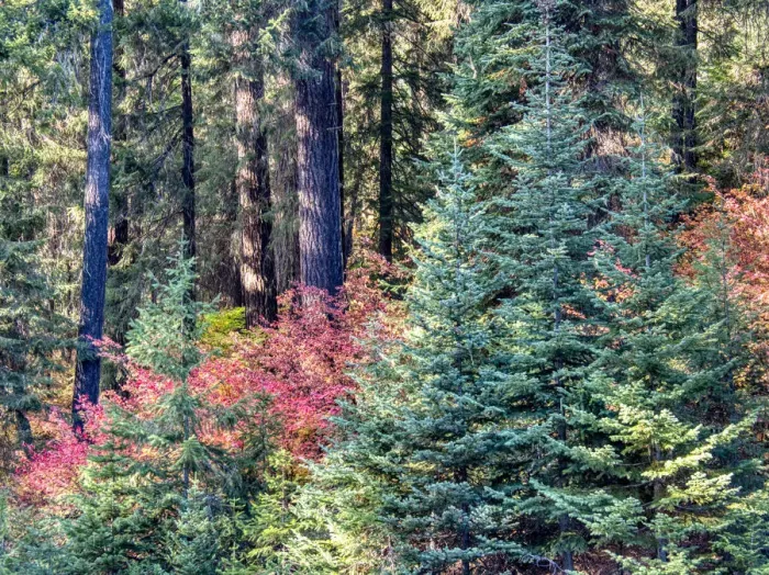 Framed Print : USA, Washington State. Autumn color with yellow, red and green Framed Print : USA, Washington State. Autumn color with yellow, red and green
