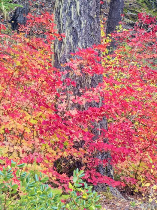 Framed Print : USA, Washington State. Autumn color with yellow, red and green Framed Print : USA, Washington State. Autumn color with yellow, red and green